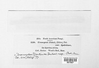 Uromyces junci image